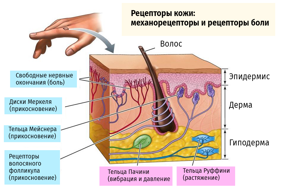 Функция холодовых рецепторов кожи. Механорецепторы кожи. Рецепторы кожи человека. Болевые рецепторы кожи. Механорецепторы строение.